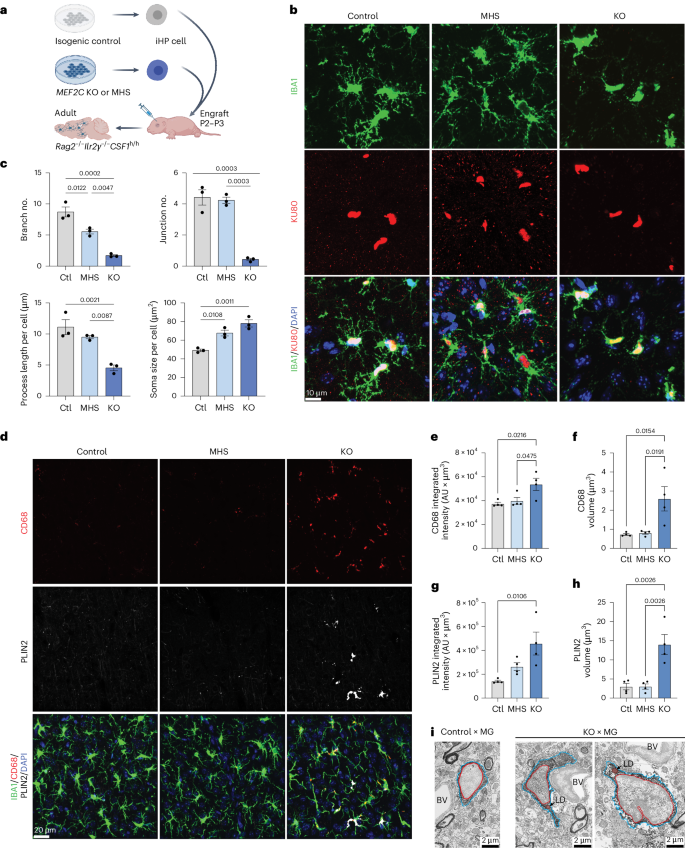 Fig. 7: Engraftment of iPS cell-derived MEF2C microglial progenitors into chimeric mouse brain recapitulates a dysfunctional phenotype in vivo.