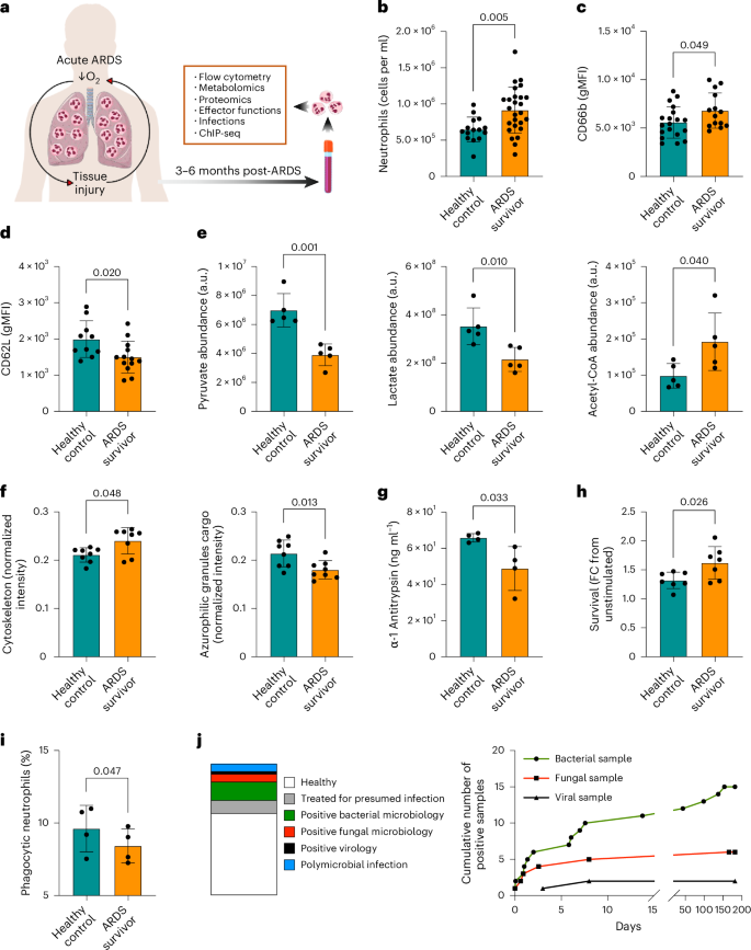 Fig. 1: ARDS induces long-term alterations of neutrophil phenotypes and functions.