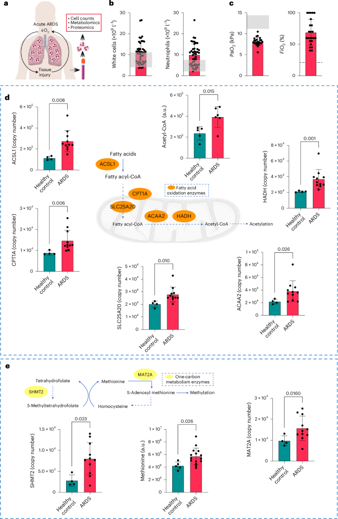 Fig. 2: Circulating neutrophils during ARDS show metabolic rewiring that can influence epigenetic reactions.