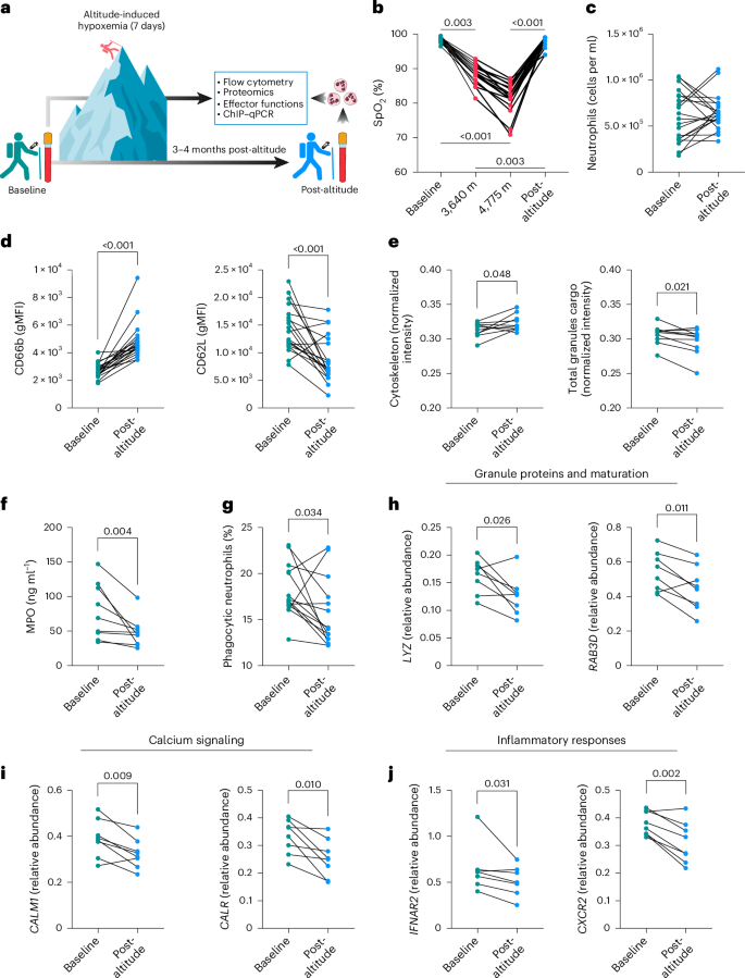 Fig. 4: Long-term neutrophil changes in response to ARDS are mirrored by altitude-induced hypoxemia.