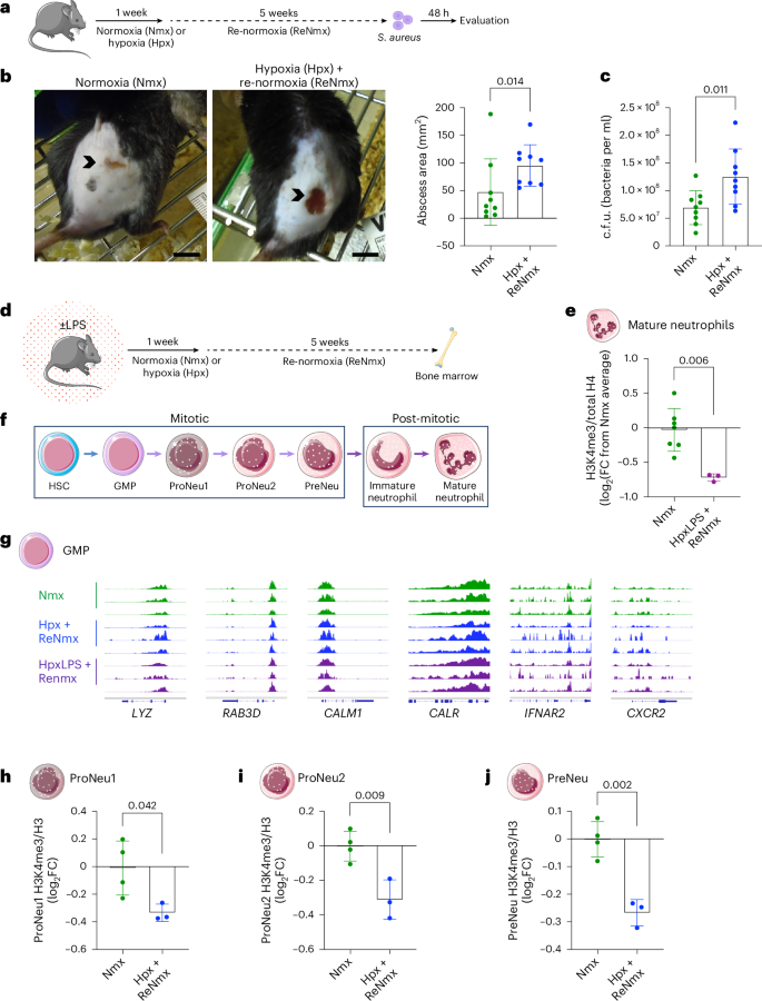Fig. 5: Systemic hypoxia compromises bactericidal capacity and produces H3K4me3 loss in neutrophil progenitors.