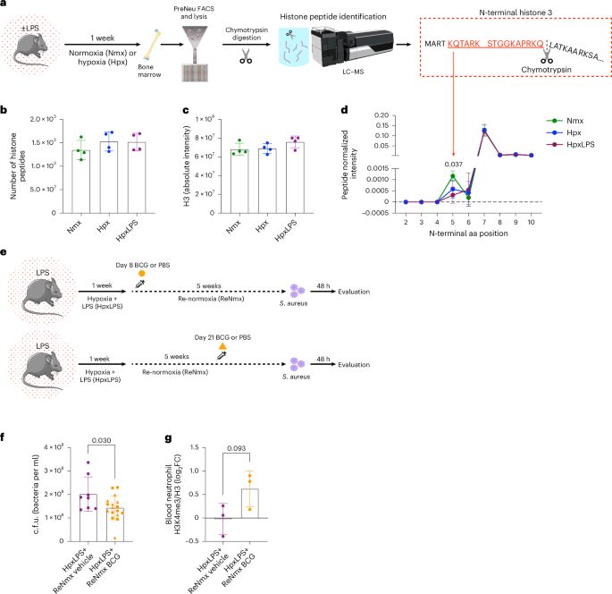 Fig. 6: Hypoxia-induced loss of H3K4me3 and impaired host defense are associated with H3 tail clipping and can be partially restored by BCG vaccination.