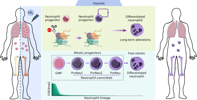 Fig. 7: Summary diagram.