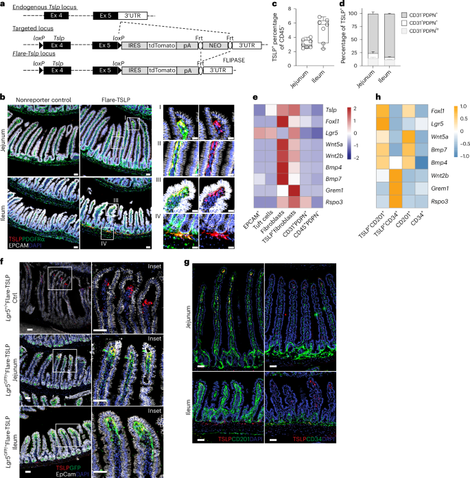 Fig. 1: Stromal cells are primary sources of TSLP in the small intestine.