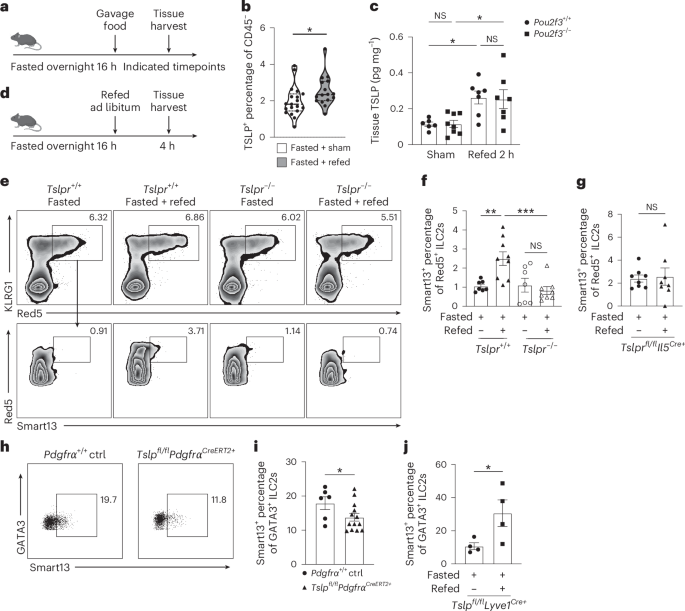 Fig. 2: Feeding increases intestinal TSLP and drives ILC2 activation.