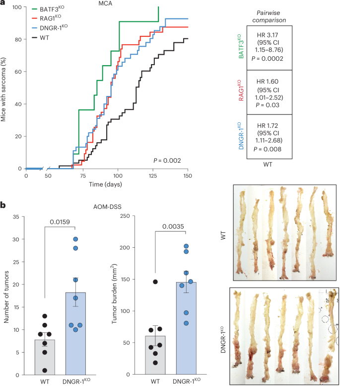 Fig. 1: Increased susceptibility of DNGR-1-deficient mice to chemical carcinogenesis.