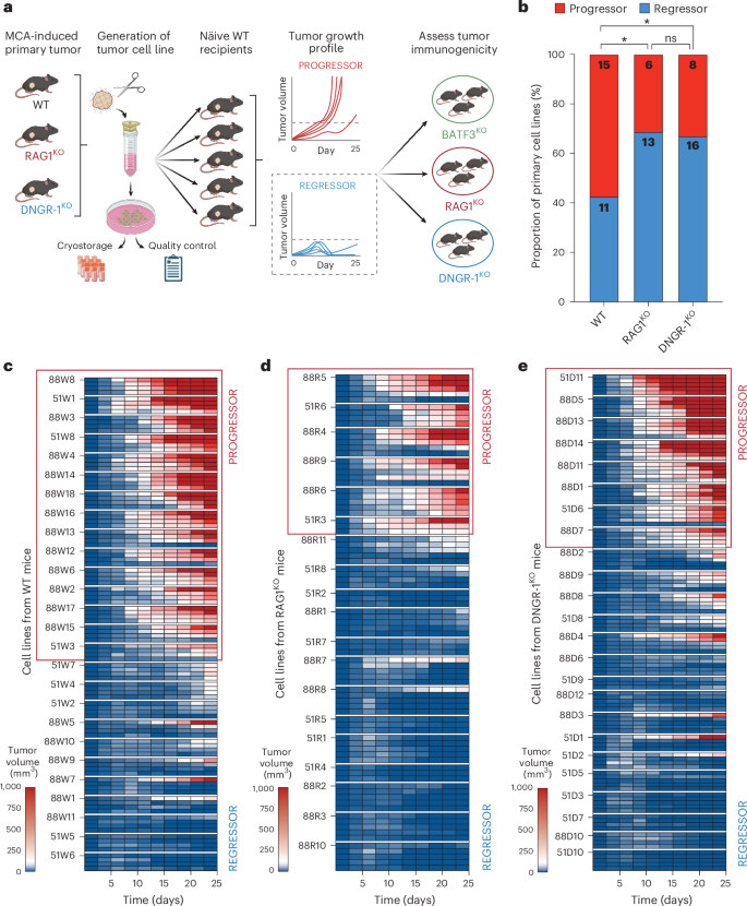 Fig. 2: Tumor cell lines from MCA-treated DNGR-1-deficient mice are highly immunogenic.
