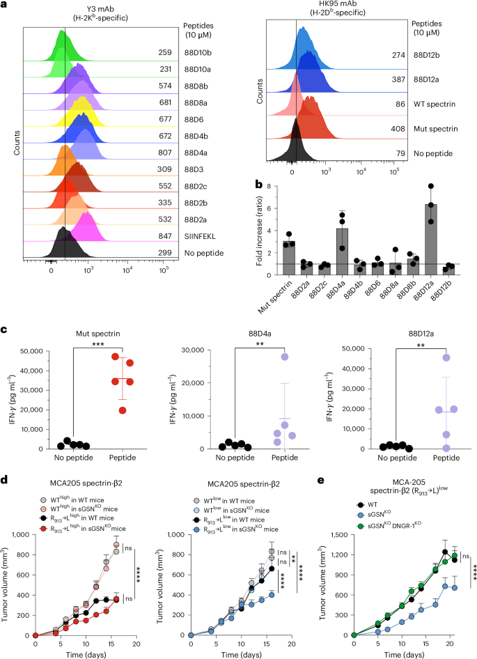 Fig. 4: Validation of MHC-I binding and immunogenic potential of neoantigen peptides from mutated FABPs.