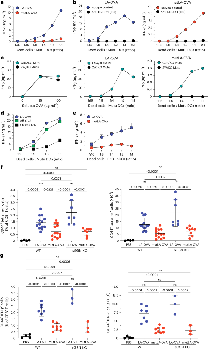 Fig. 5: Antigen anchoring to F-actin in dead cells potentiates DNGR-1-dependent XP by cDC1s.