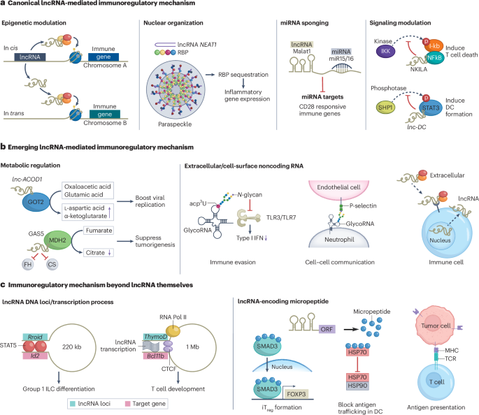 Long noncoding RNA regulation of immunity | Nature Immunology