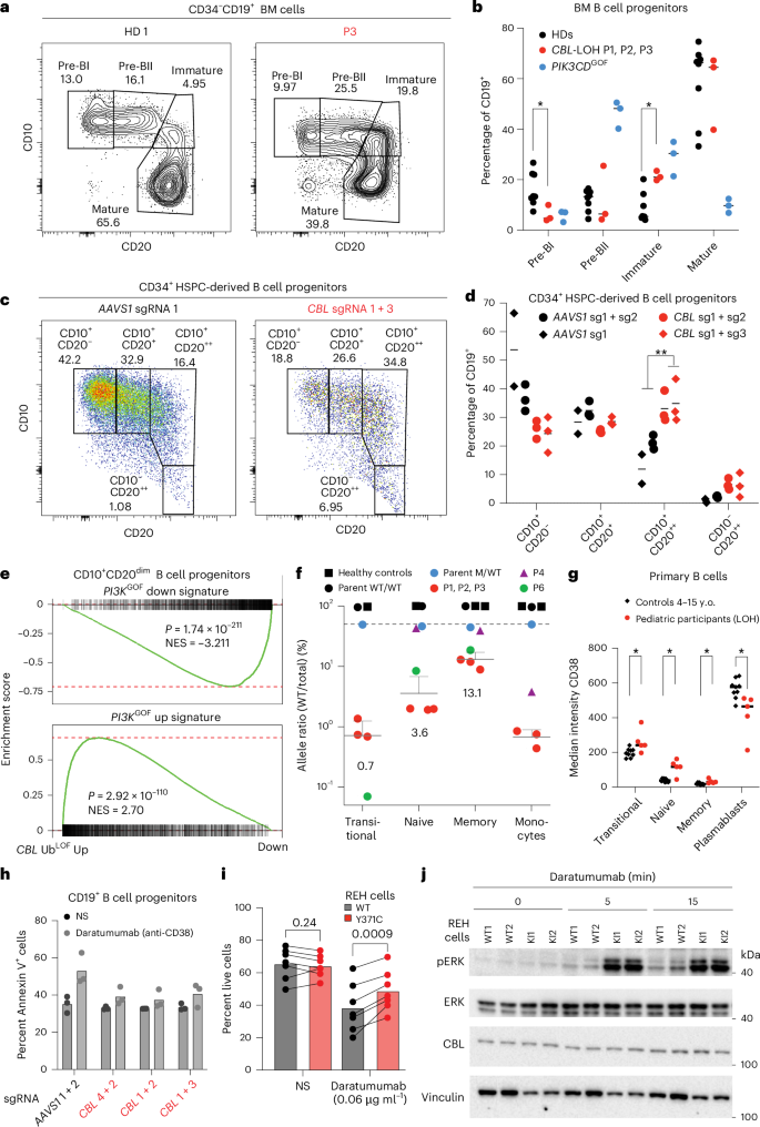 Fig. 4: Cell-autonomous defect in B cell maturation in CBL UbLOF cells.
