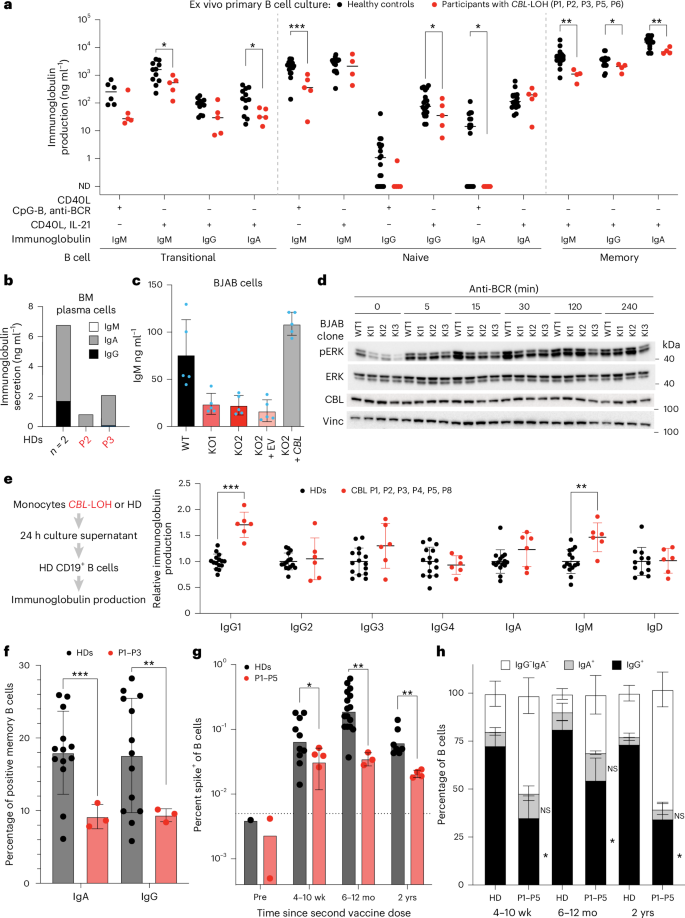 Fig. 5: Cell-autonomous defect in B cell function of mature CBL UbLOF B cells.