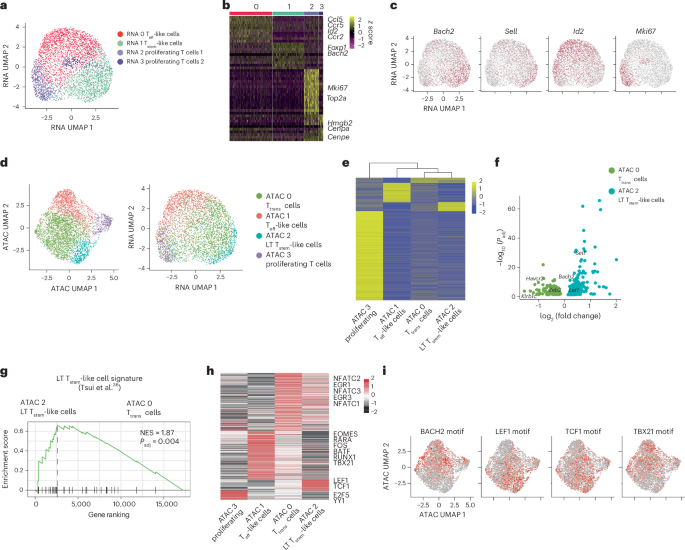 Fig. 1: An epigenome-defined LT stem-like preinfusion CAR T cell subset shows BACH2 activation.