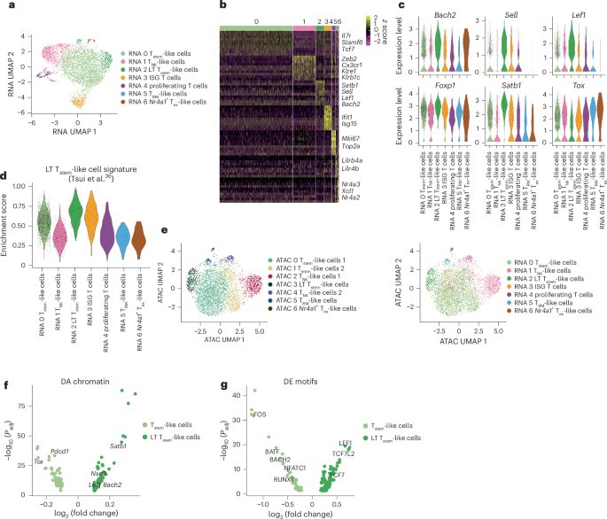 Fig. 3: LT stem-like CAR T cells develop after leukemia clearance and upregulate BACH2 expression.
