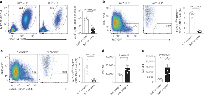 Fig. 4: A subset of postinfusion CAR T cells preserves LT stem-like differentiation following tumor rechallenge.