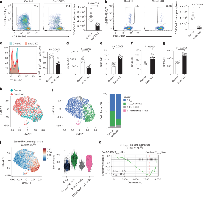 Fig. 5: BACH2 promotes stemness and antitumor immunity of CAR T cells in vivo.