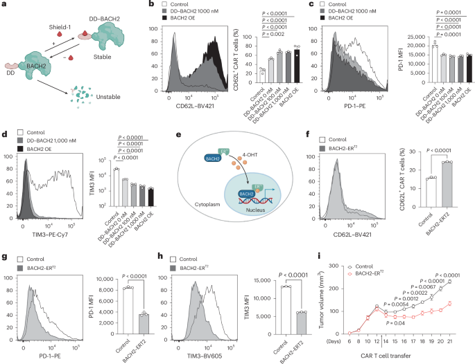 Fig. 6: BACH2 dosage quantitatively controls differentiation and antitumor immunity of CAR T cells.