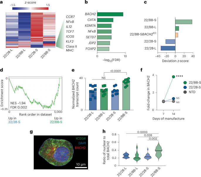 Fig.
                                    2: Tonic 41BB signaling
                                    induces BACH2.