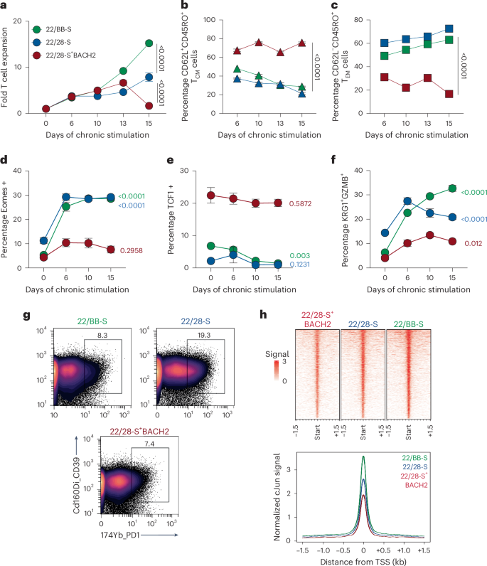 Fig.
                                4: BACH2OE
                                    restrains long-term function of 22/28-S by preventing
                                    differentiation.