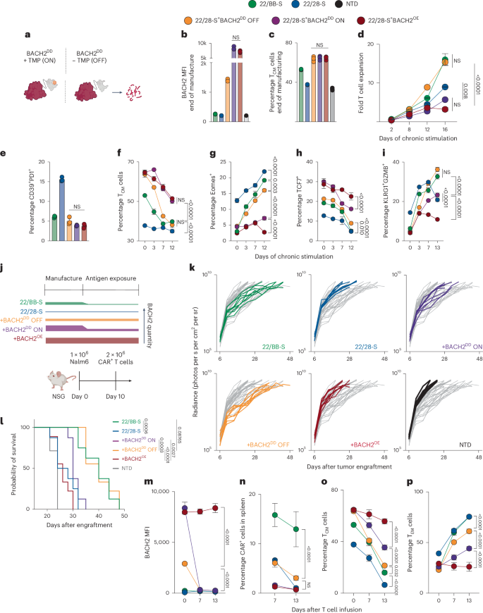 Fig. 5: Tuned
                                    expression of BACH2 enhances long-term
                                        function.