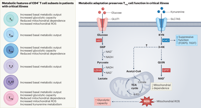 Metabolic adaptation in CD4+ T cells promotes immunosuppression in ...