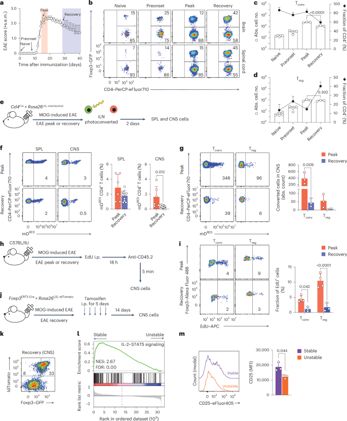 Fig. 1: Treg cells persist in the CNS in chronic EAE.