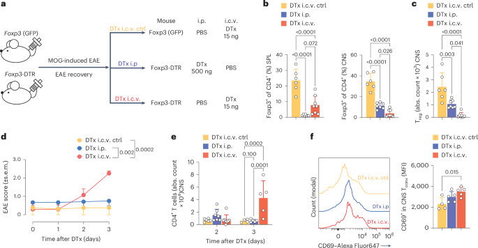 Fig. 2: Treg cells maintain immune homeostasis in the postinflammatory CNS.