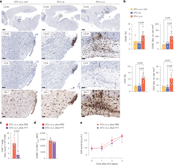 Fig. 3: Loss of Treg cells in the postinflammatory CNS rekindles inflammation.