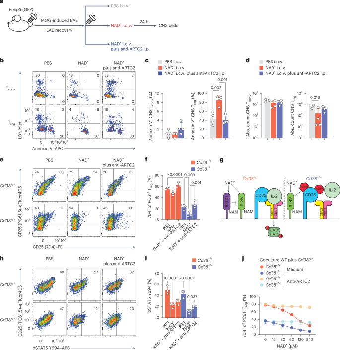Fig. 8: Stress-tolerant Treg cells are dependent on CD38 for efficient IL-2 sensing.