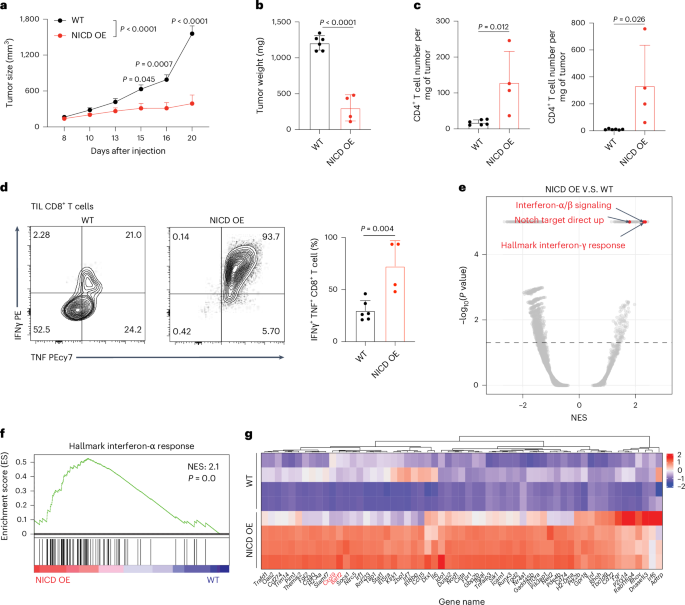 Fig. 2: Activation of Notch signaling in macrophages promotes an antitumor effect.