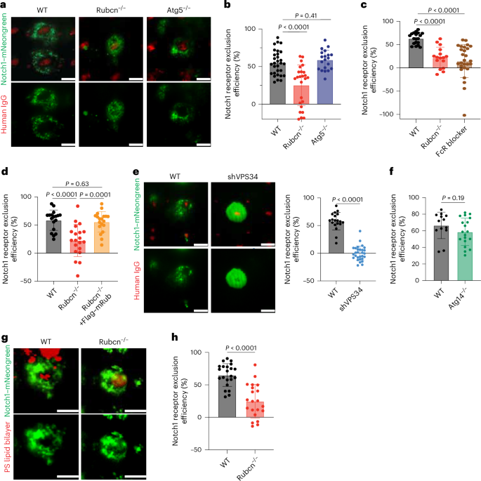 Fig. 3: The Rubcn–VPS34 complex is required to exclude Notch.