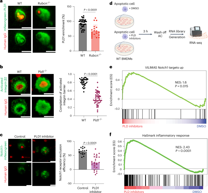 Fig. 5: PLD is involved in activated integrin barrier formation and regulation of Notch exclusion.
