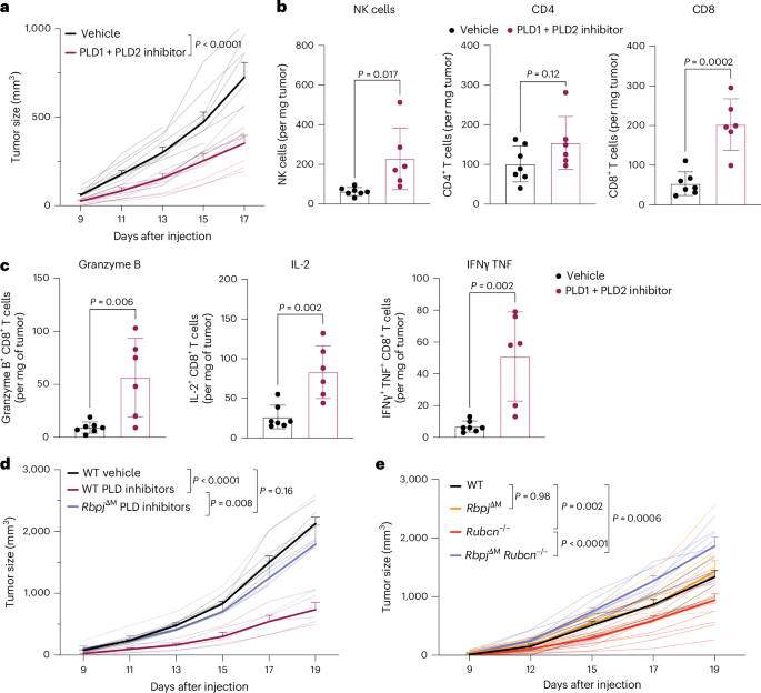 Fig. 6: Ablation of Notch signaling abolishes antitumor effect of Rubcn deficiency and PLD inhibition.