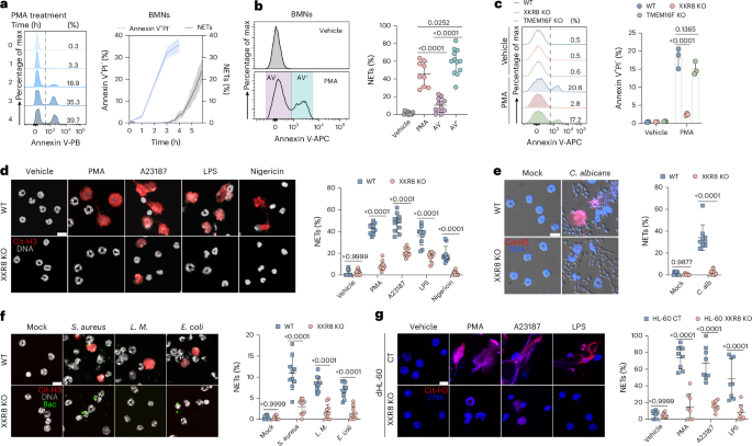Fig. 1: XKR8 is required for NET formation.