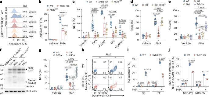 Fig. 3: XKR8-mediated extensive phospholipid re-shuffling facilitates NETs formation.