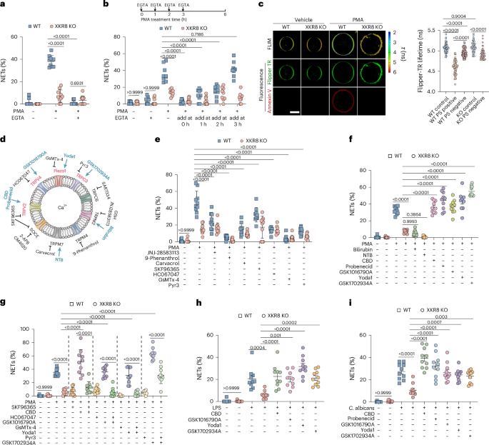 Fig. 4: XKR8-mediated lipid scrambling necessitates the activation of mechanosensitive Ca2+ channels for NET formation.