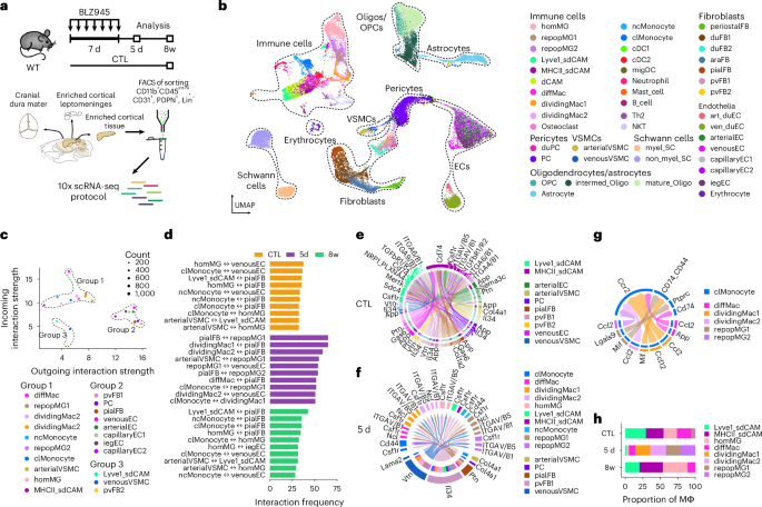 Fig. 2: Repopulating CNS macrophages upregulate chemokines while their niche remains largely unchanged.