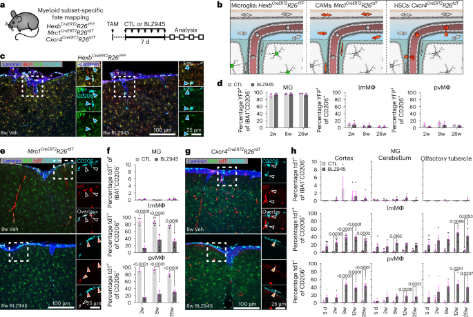 Fig. 3: Compartment-specific contributions of hematopoiesis to CNS macrophage repopulation.