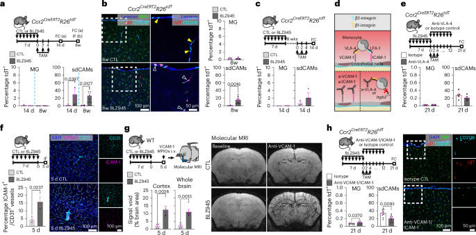 Fig. 4: Monocytic infiltration into CNS interfaces is transient and dependent on adhesion molecules.