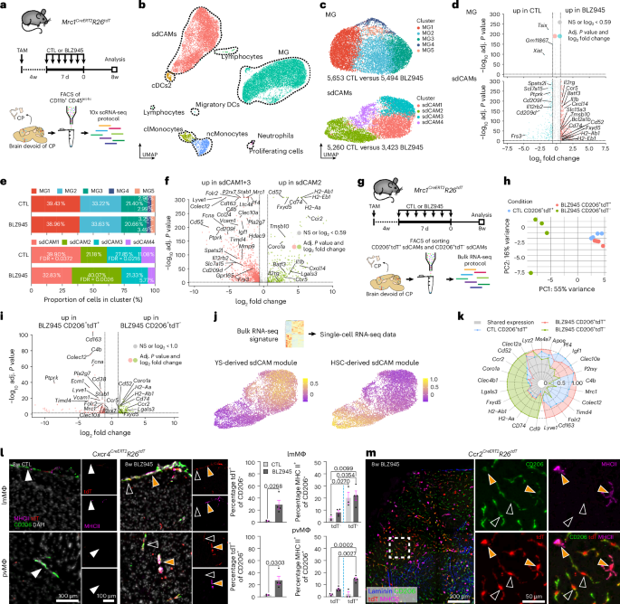 Fig. 5: Long-term transcriptional changes in sdCAMs but not MG after repopulation.