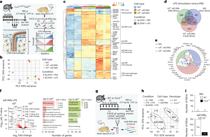 Fig. 7: Cellular origin dictates reaction of repopulated sdCAMs to LPS challenge.