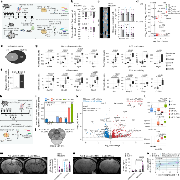 Fig. 8: Selective replacement of sdCAMs impacts immune response and neurological outcome in ischemic stroke.