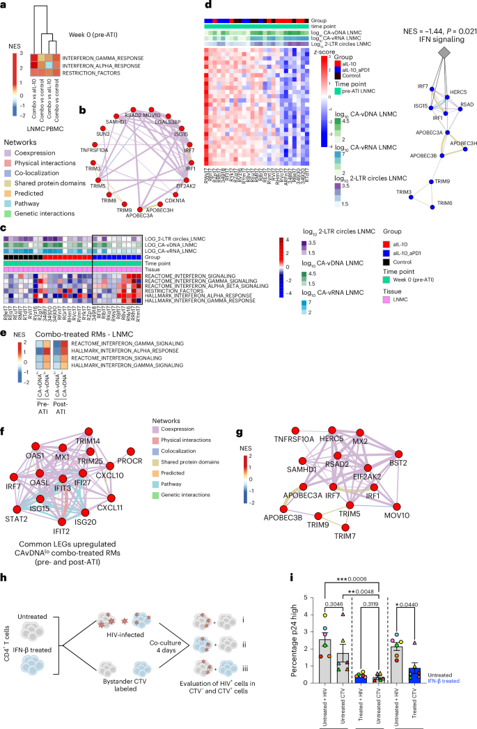 Fig. 1: IFN signaling is induced in PBMCs and LNMCs of combo-treated RMs pre-ATI and is inversely correlated with virological readouts 24 weeks post-ATI.