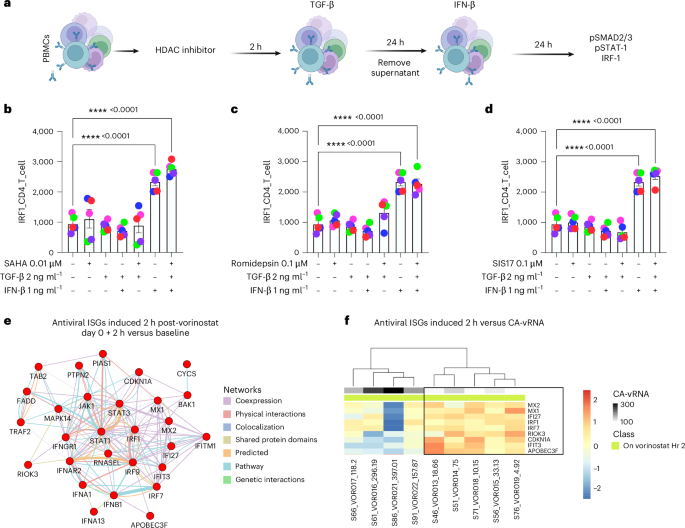 Fig. 3: HDAC inhibition leads to enhanced IFN signaling.