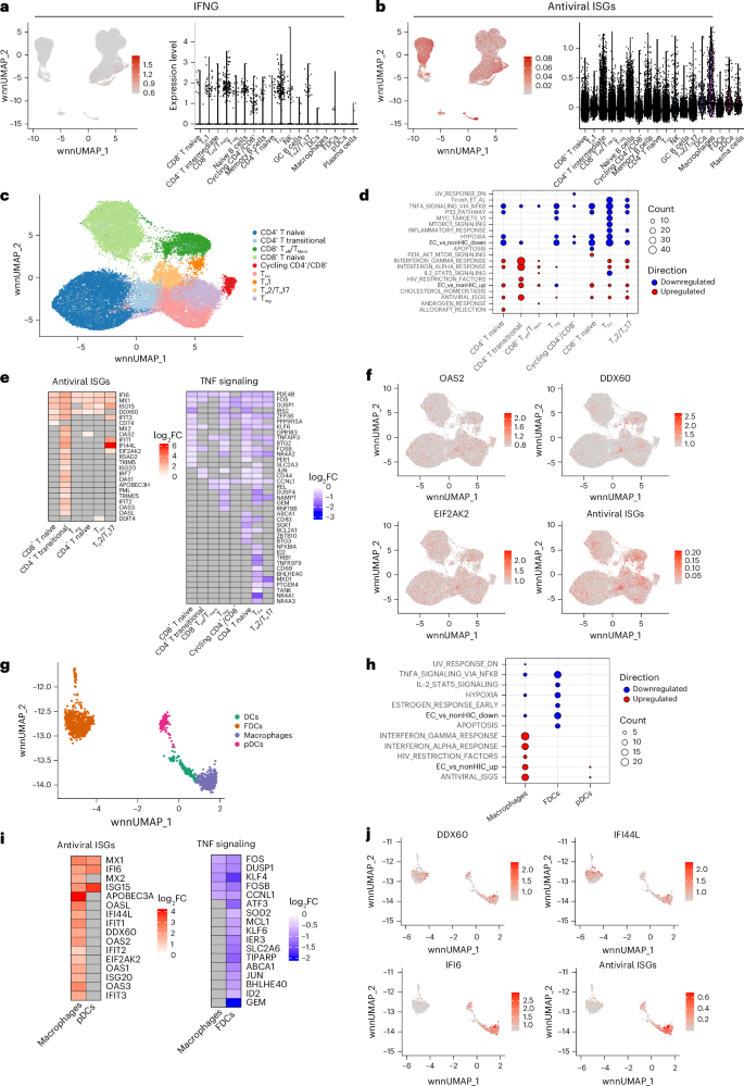 Fig. 4: Upregulation of IFNs and antiviral ISGs and downregulation of inflammatory pathways in innate and adaptative cells isolated from LNMCs pre-ATI is associated with lower levels of CA-vDNA post-ATI.