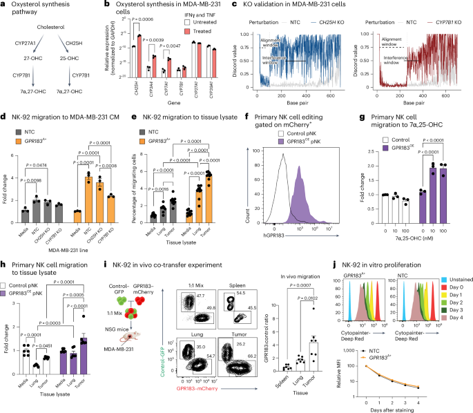 Fig. 4: GPR183 enhances NK cell migration to breast cancer cells and tumors.