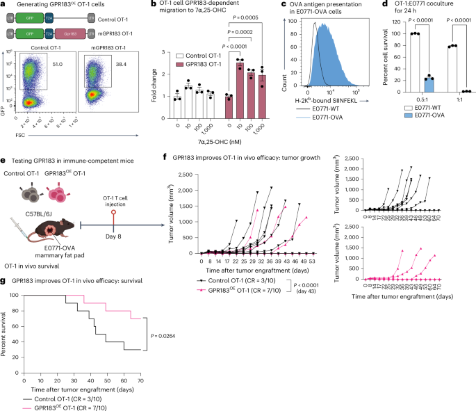 Fig. 7: Expressing GPR183 in OT-1 T cells increases efficacy in immunocompetent mice.