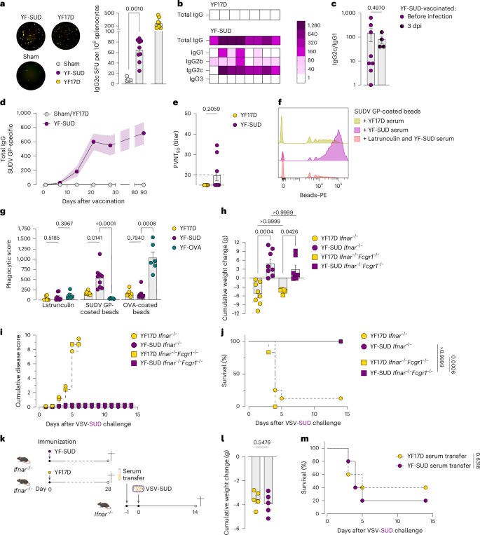Fig. 2: Nonneutralizing anti-SUDV GP antibodies mediate Fc dependent effector functions.
