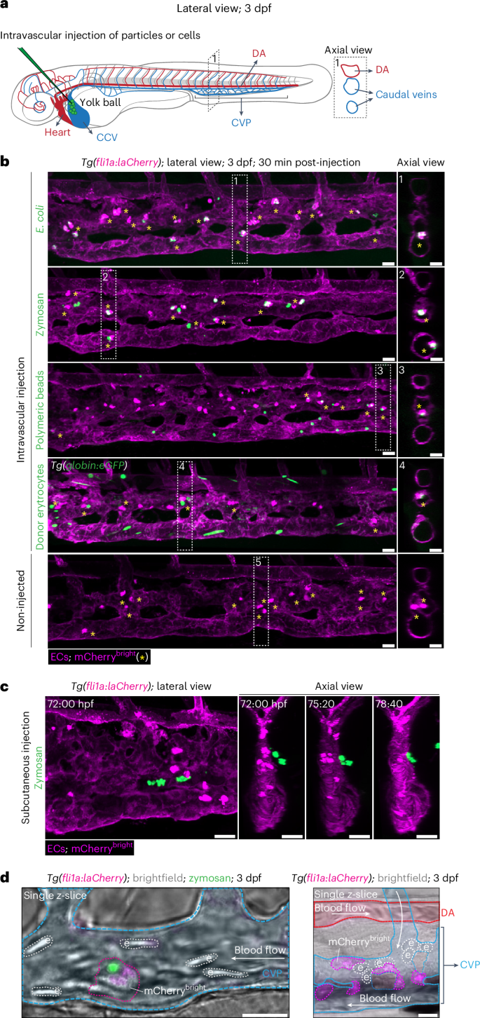 Fig. 1: Intravascular fli1a mCherrybright cells phagocytose foreign particles and cells.