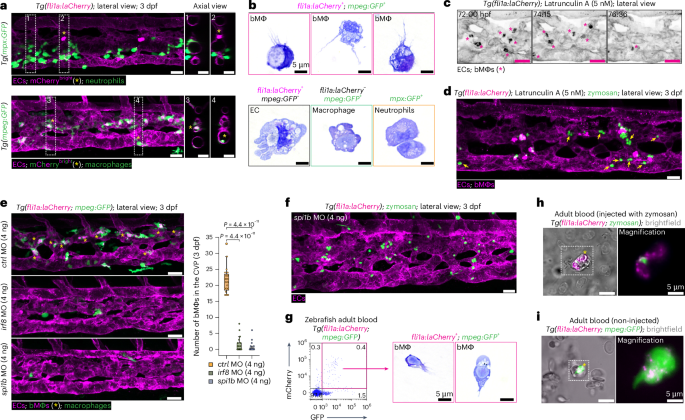 Fig. 2: Fli1a mCherrybright cells are macrophages depending on the myeloid transcription factors spi1b and irf8.